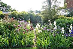 iris-garden-design-awesome-gardening-101-iris-gardenista-of-iris-garden-design